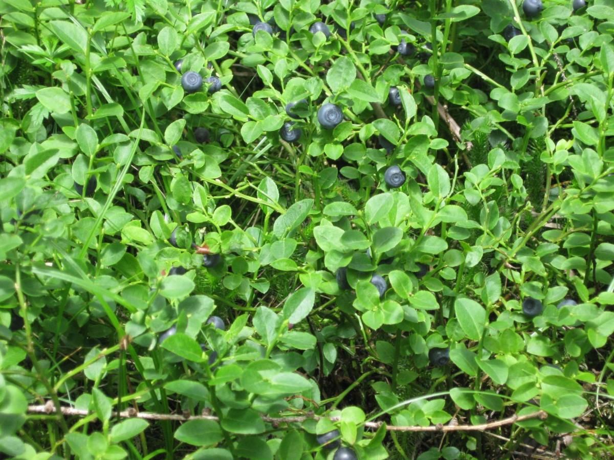 Дома для отпуска Teremok Микуличин