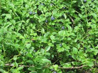 Дома для отпуска Teremok Микуличин Дом для отпуска-73