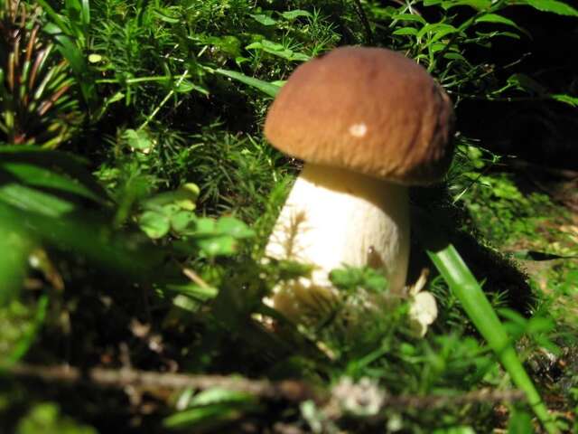 Дома для отпуска Teremok Микуличин-73